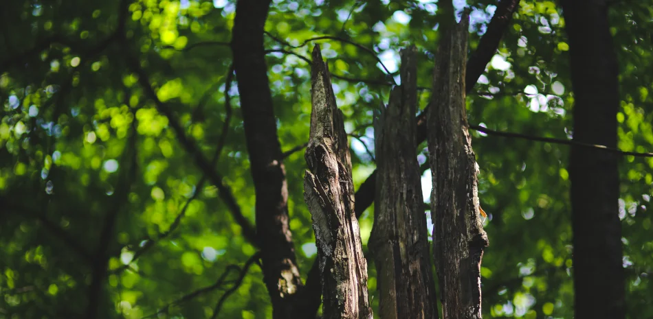 Residential Tree Care Residential Tree Care