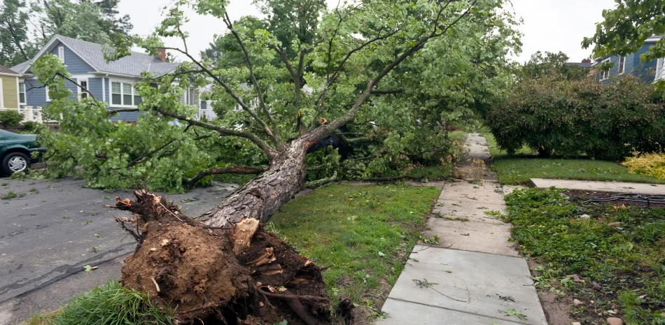 Tree Removal Tree Removal
