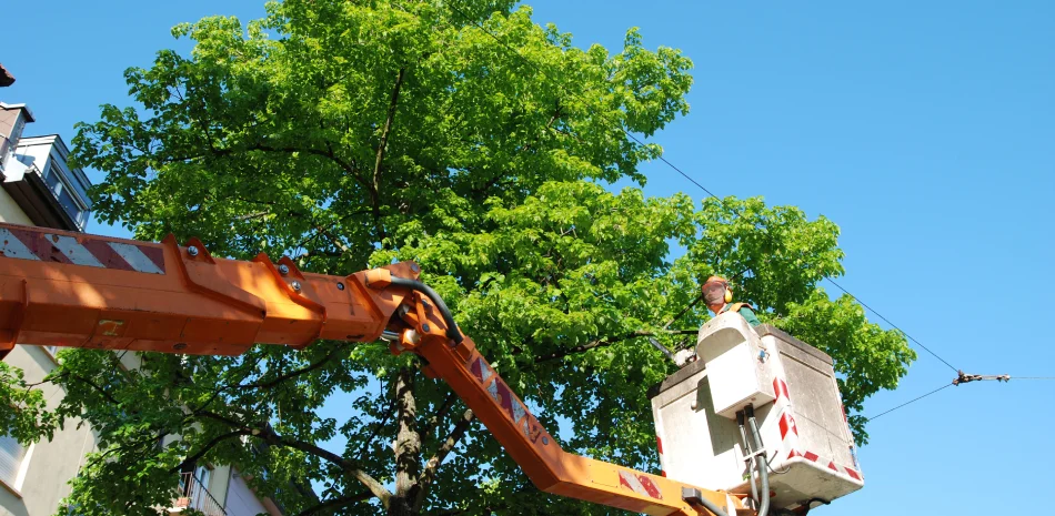 Tree Trimming Tree Trimming